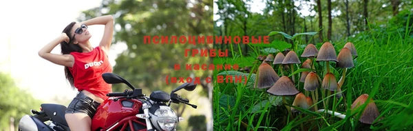PSILOCYBIN Каменск-Шахтинский